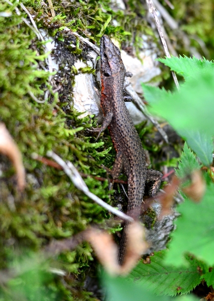 Algyroides nigropunctatus